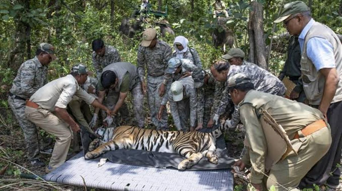 Andhra Pradesh Tiger News