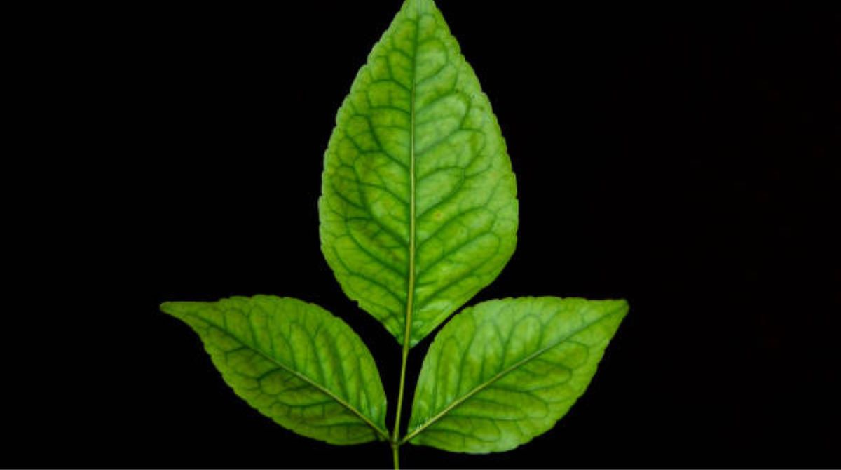 Bael Leaves Health Benefits