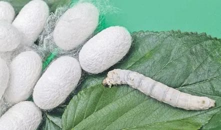 Hindupur R&B Division