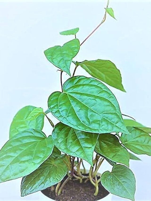 బరువు తగ్గాలనుకుంటున్నారా? అయితే తమలపాకును ఇలా వాడండి!