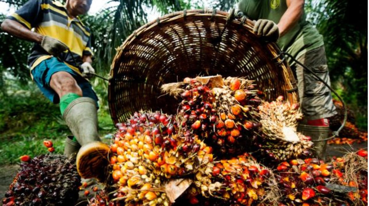 Oil Palm Subsidy Telangana : ఆయిల్‌పామ్ సాగులో కాసుల పంట.. ఒక్కో టన్నుకు రూ.21,546 ఇస్తున్న సర్కార్..!!