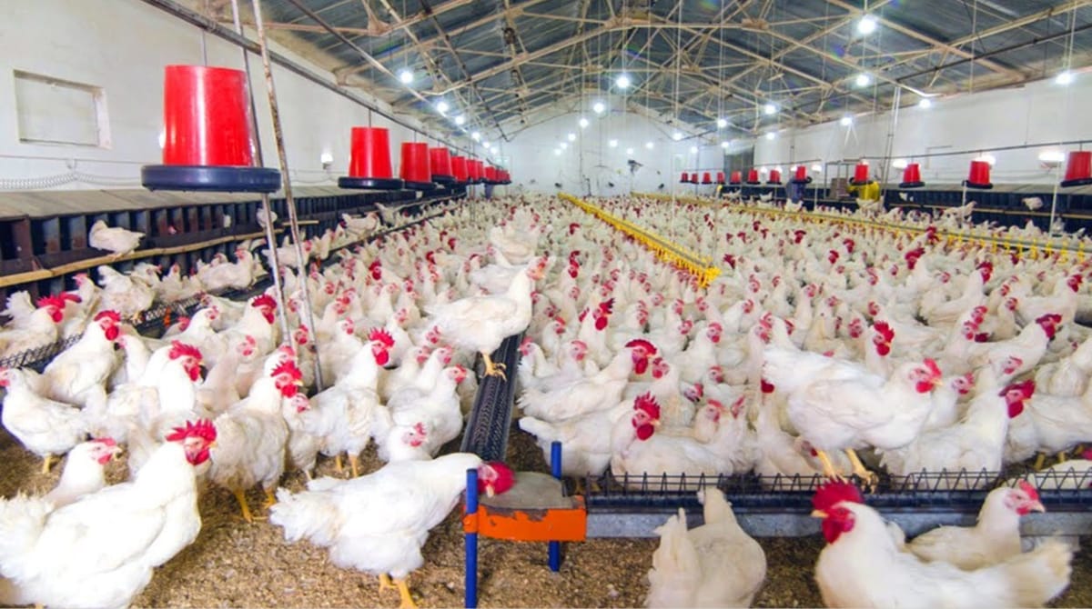 Poultry Farm Loan 2026